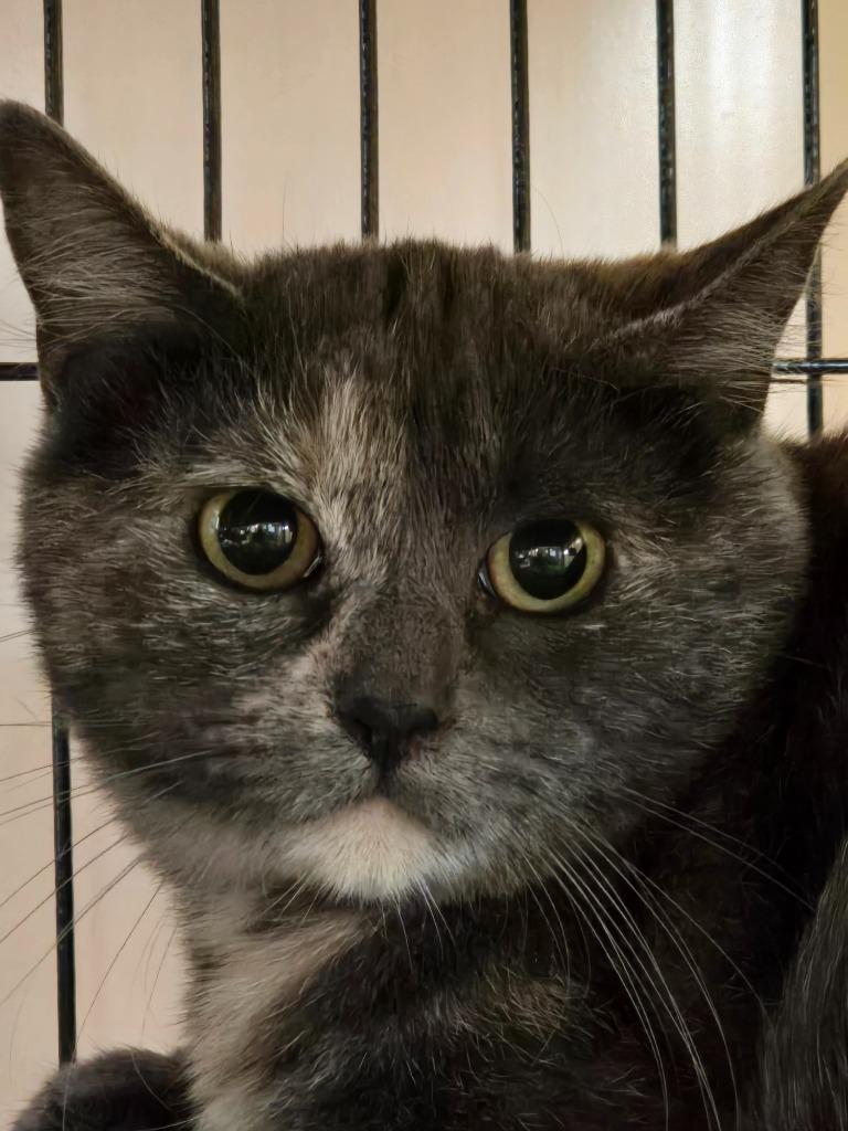 Enlarge Callie, a Adoptable mixed breed in Shelton, WA image 2/2
