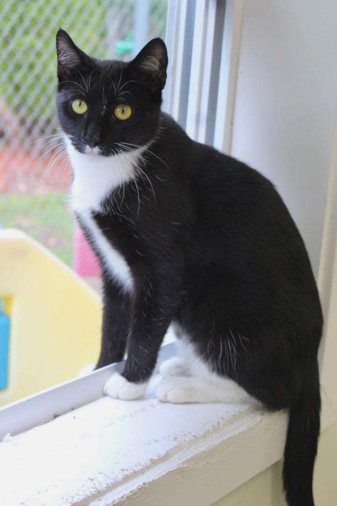 Pinata, a Adoptable mixed breed in Fall River, MA image 1/6