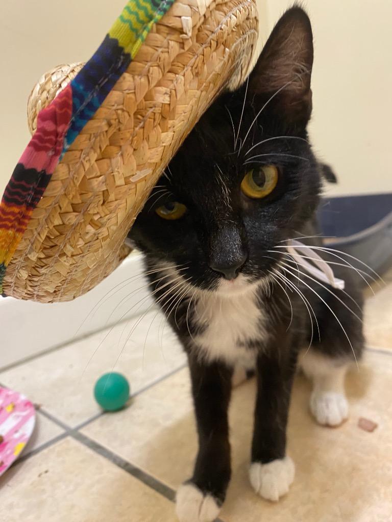 Pinata, a Adoptable mixed breed in Fall River, MA image 2/6