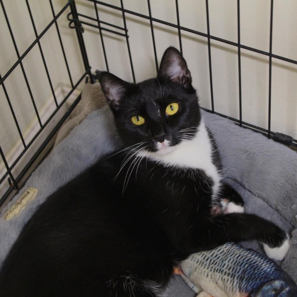 Pinata, a Adoptable mixed breed in Fall River, MA image 3/6