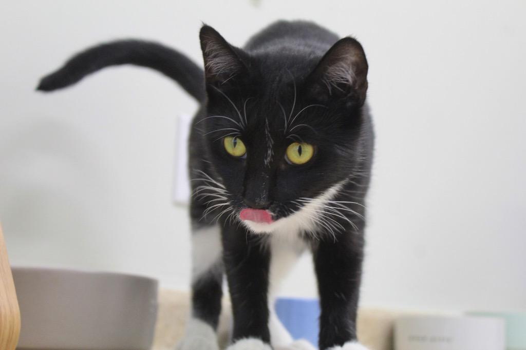 Pinata, a Adoptable mixed breed in Fall River, MA image 4/6