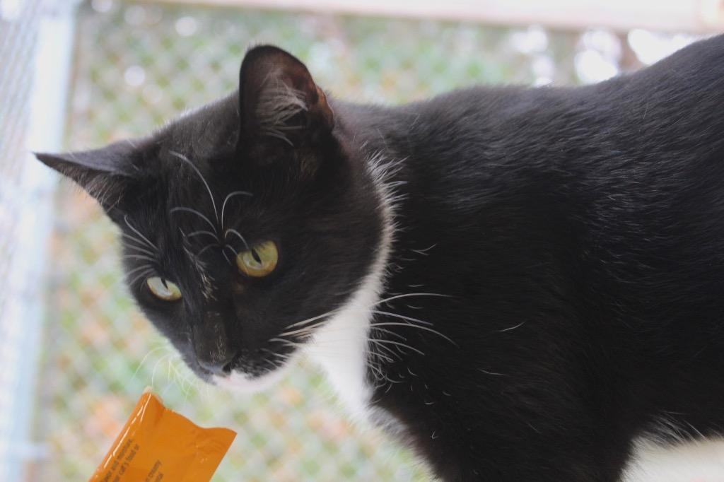 Pinata, a Adoptable mixed breed in Fall River, MA image 5/6