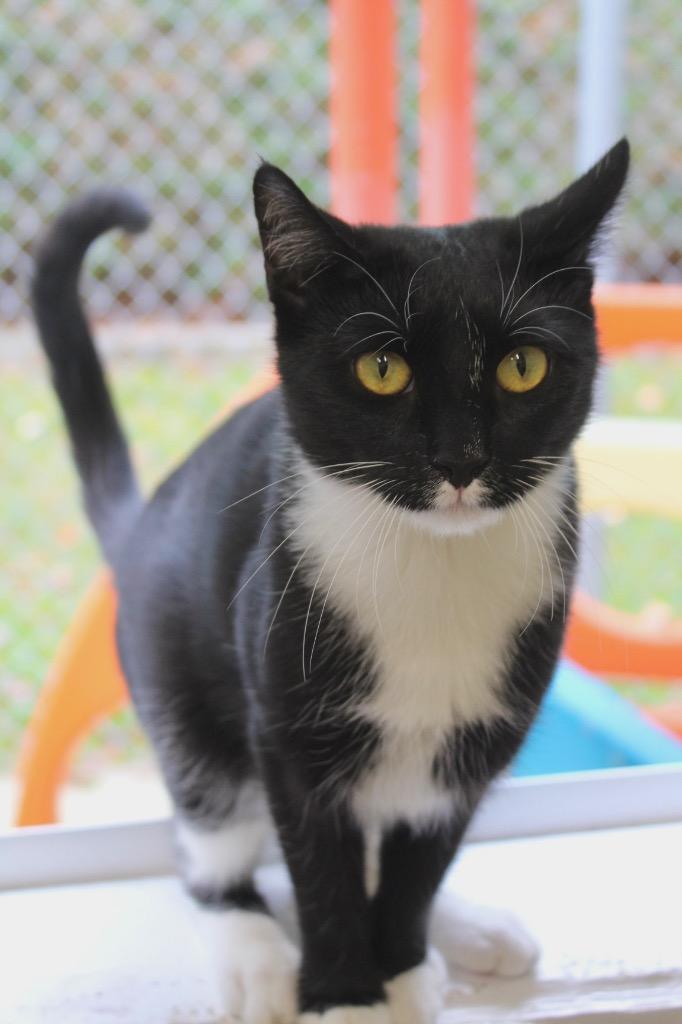 Pinata, a Adoptable mixed breed in Fall River, MA image 6/6