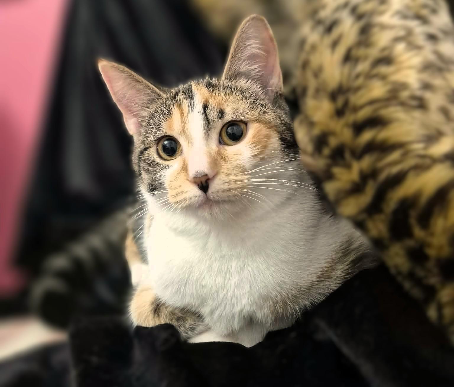 Farrah, Adoptable, Kitten Female Calico & Tabby.