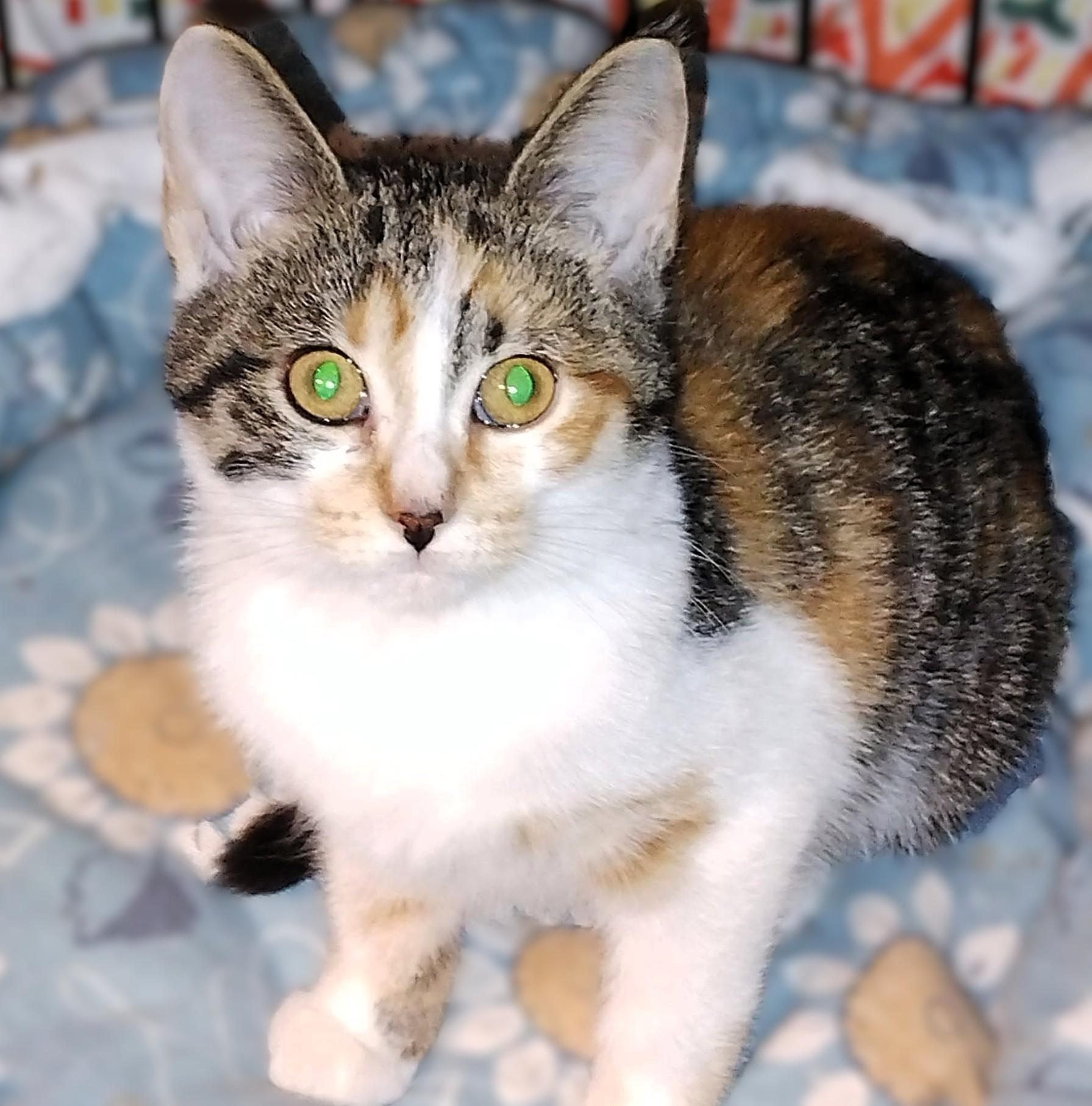 Enlarge Farrah, a Adoptable mixed breed in Hamilton, ON image 1/5