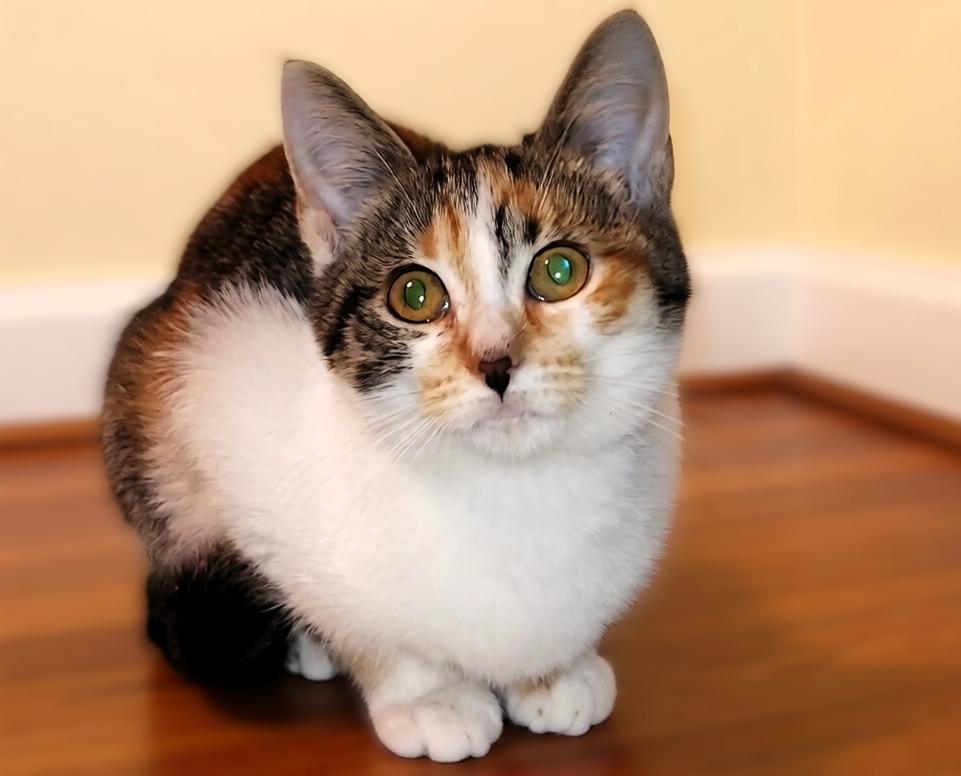 Enlarge Farrah, a Adoptable mixed breed in Hamilton, ON image 2/5