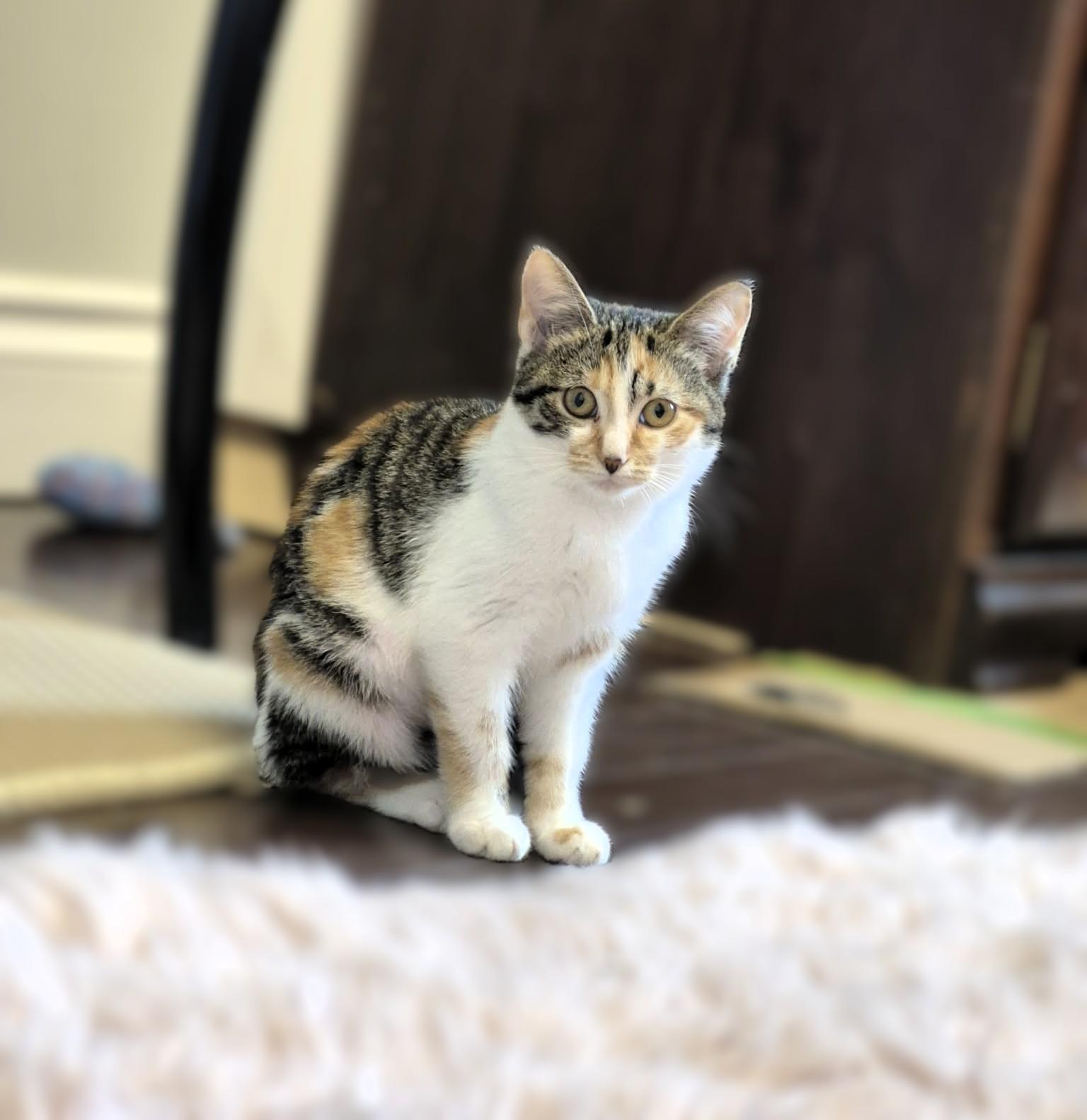 Enlarge Farrah, a Adoptable mixed breed in Hamilton, ON image 4/5