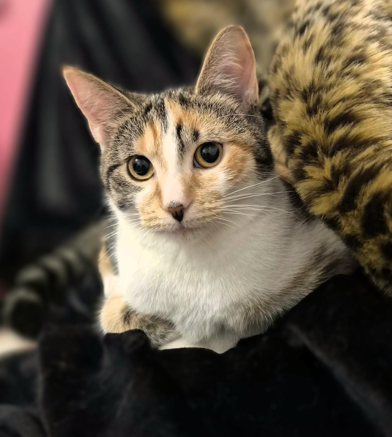 Enlarge Farrah, a Adoptable mixed breed in Hamilton, ON image 6/6