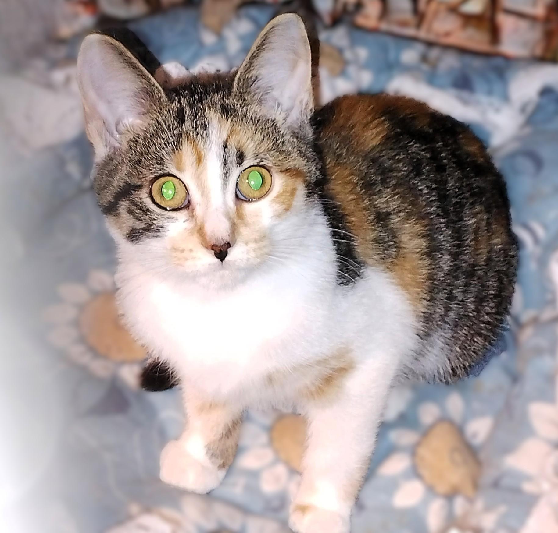 Enlarge Farrah, a Adoptable mixed breed in Hamilton, ON image 3/5