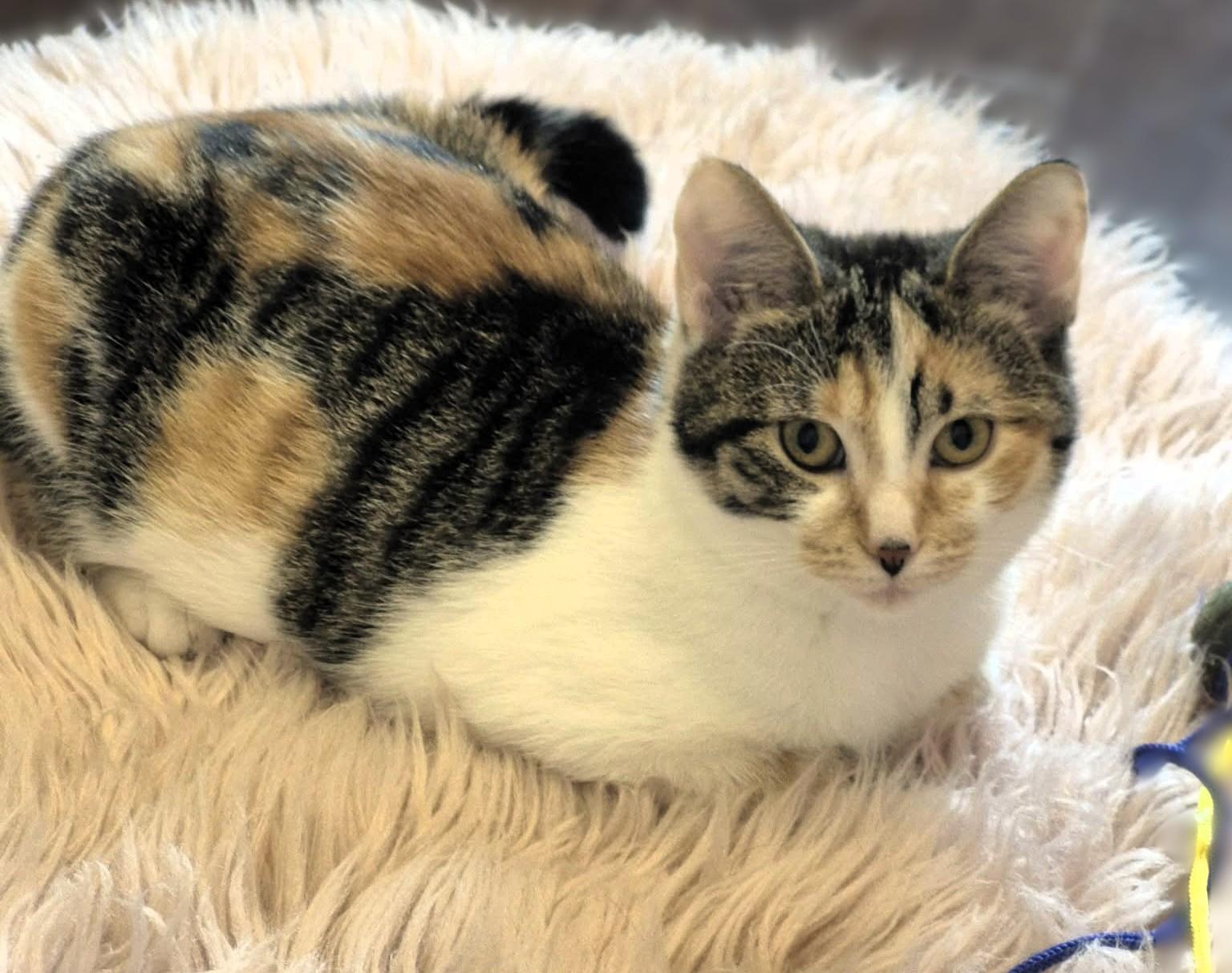 Enlarge Farrah, a Adoptable mixed breed in Hamilton, ON image 2/6
