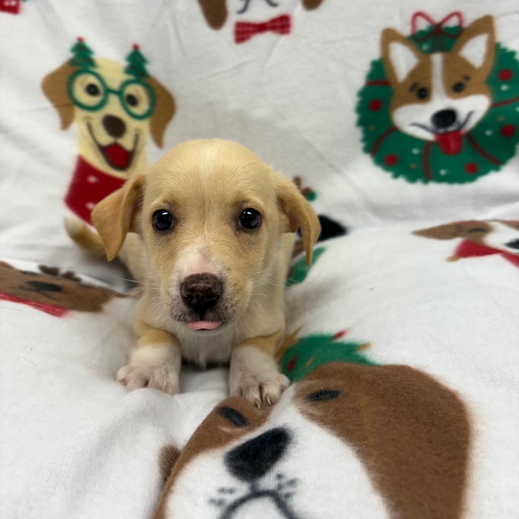Cindy Lou, Adoptable, Puppy Female Dachshund & Mixed Breed.