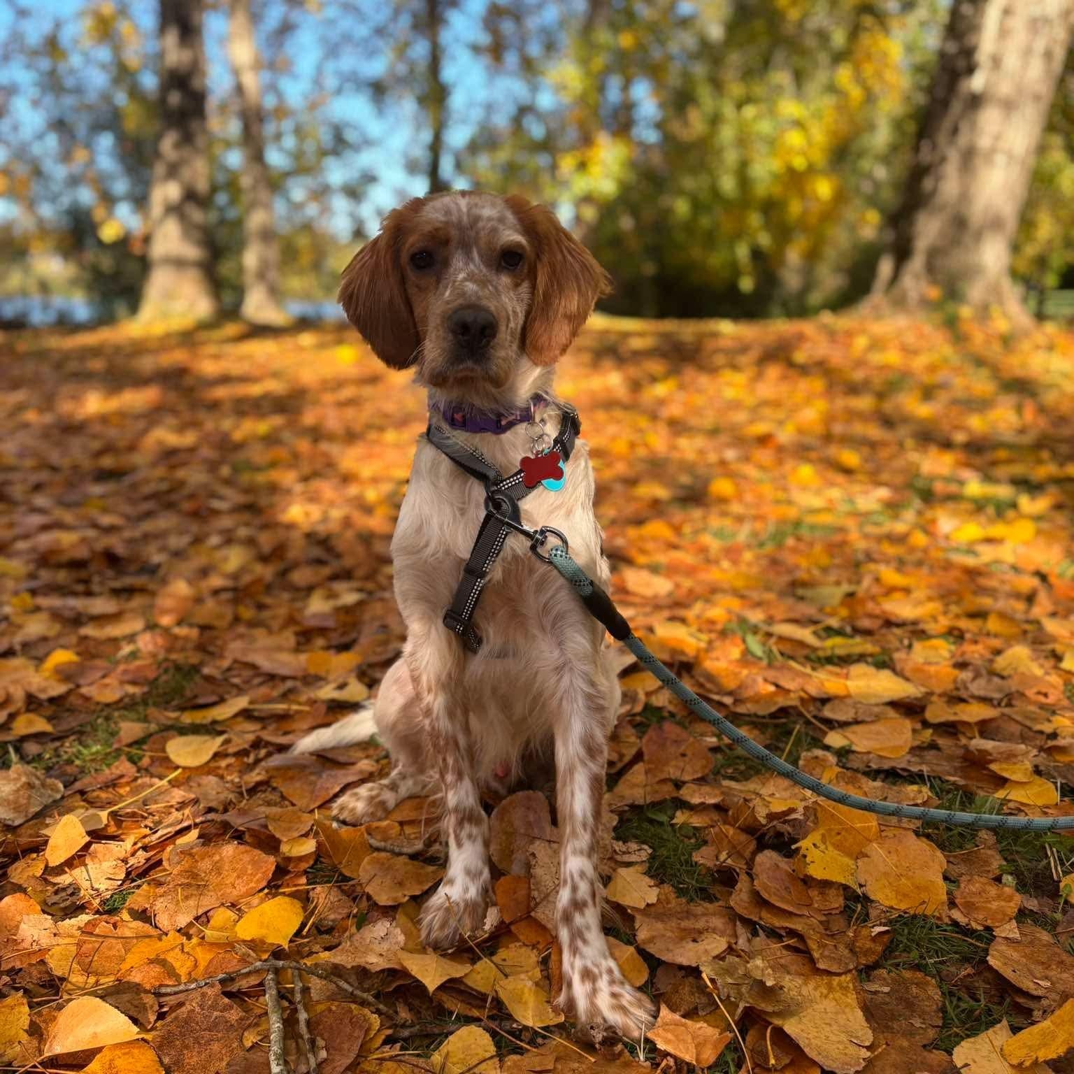 Enlarge Kingston, a Adoptable Setter in Bellingham, WA image 1/6