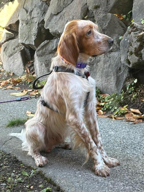 Enlarge Kingston, a Adoptable Setter in Bellingham, WA image 5/6