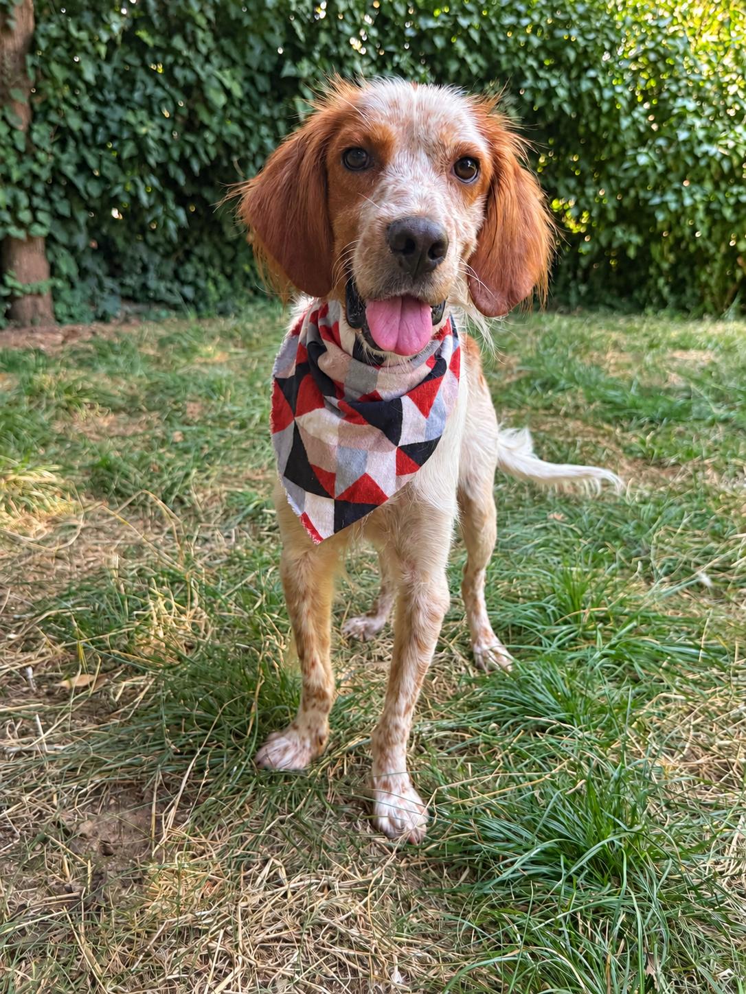 Enlarge Kingston, a Adoptable Setter in Bellingham, WA image 2/6