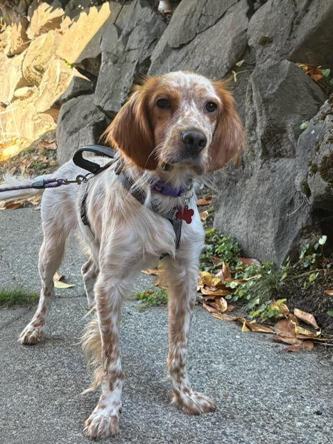 Enlarge Kingston, a Adoptable Setter in Bellingham, WA image 4/6