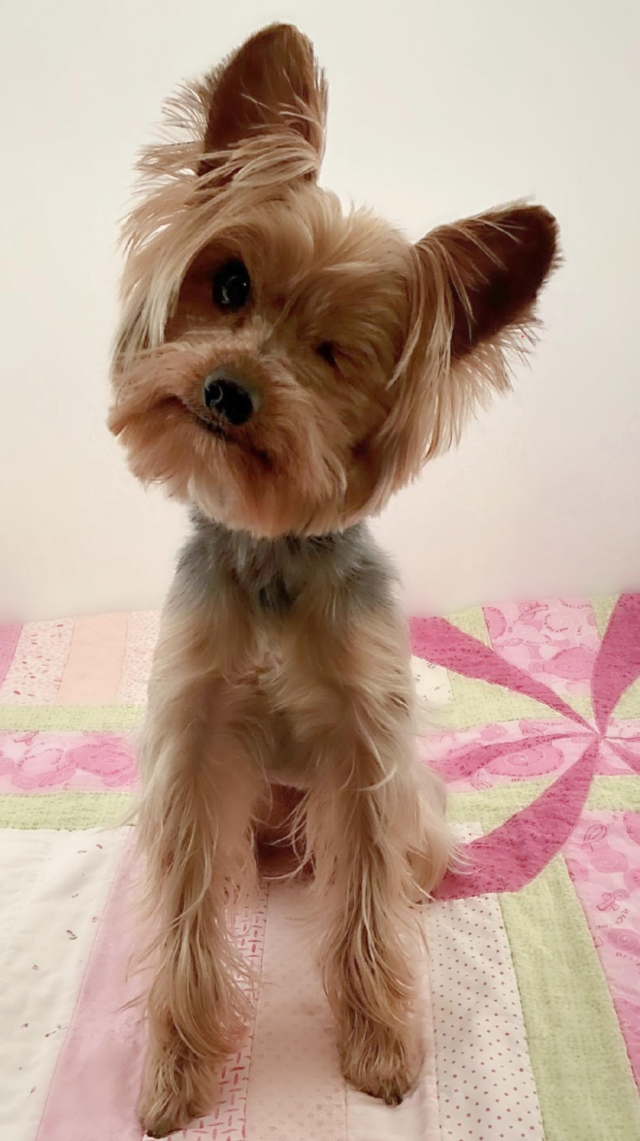 Weasel - 1.5yrs, 9 lbs, fostered in Whiting, NJ, Adoptable, Young Male Yorkshire Terrier.