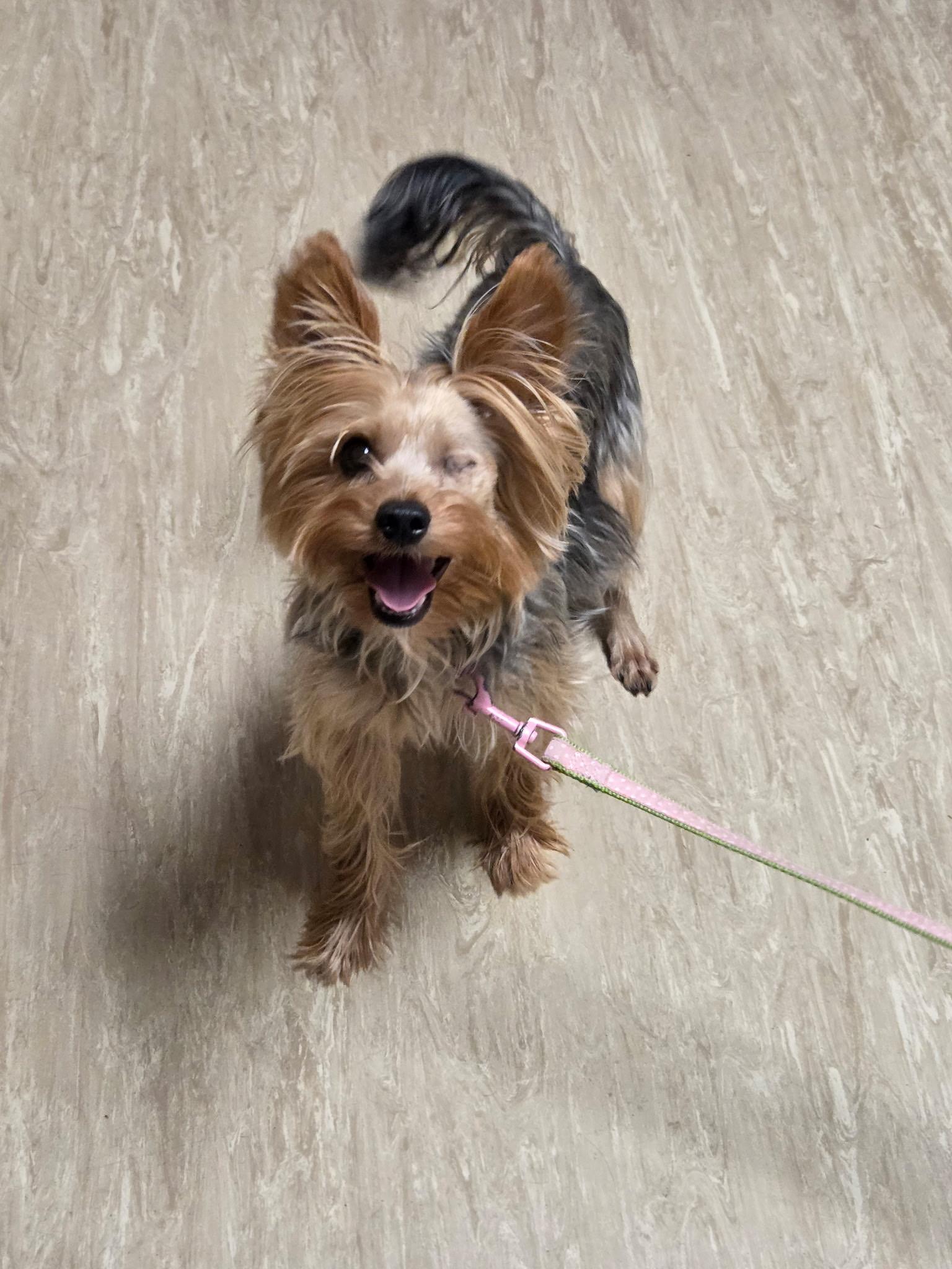 Weasel - 1.5yrs, 9 lbs, fostered in Harrisburg, PA, Adoptable, Young Male Yorkshire Terrier.
