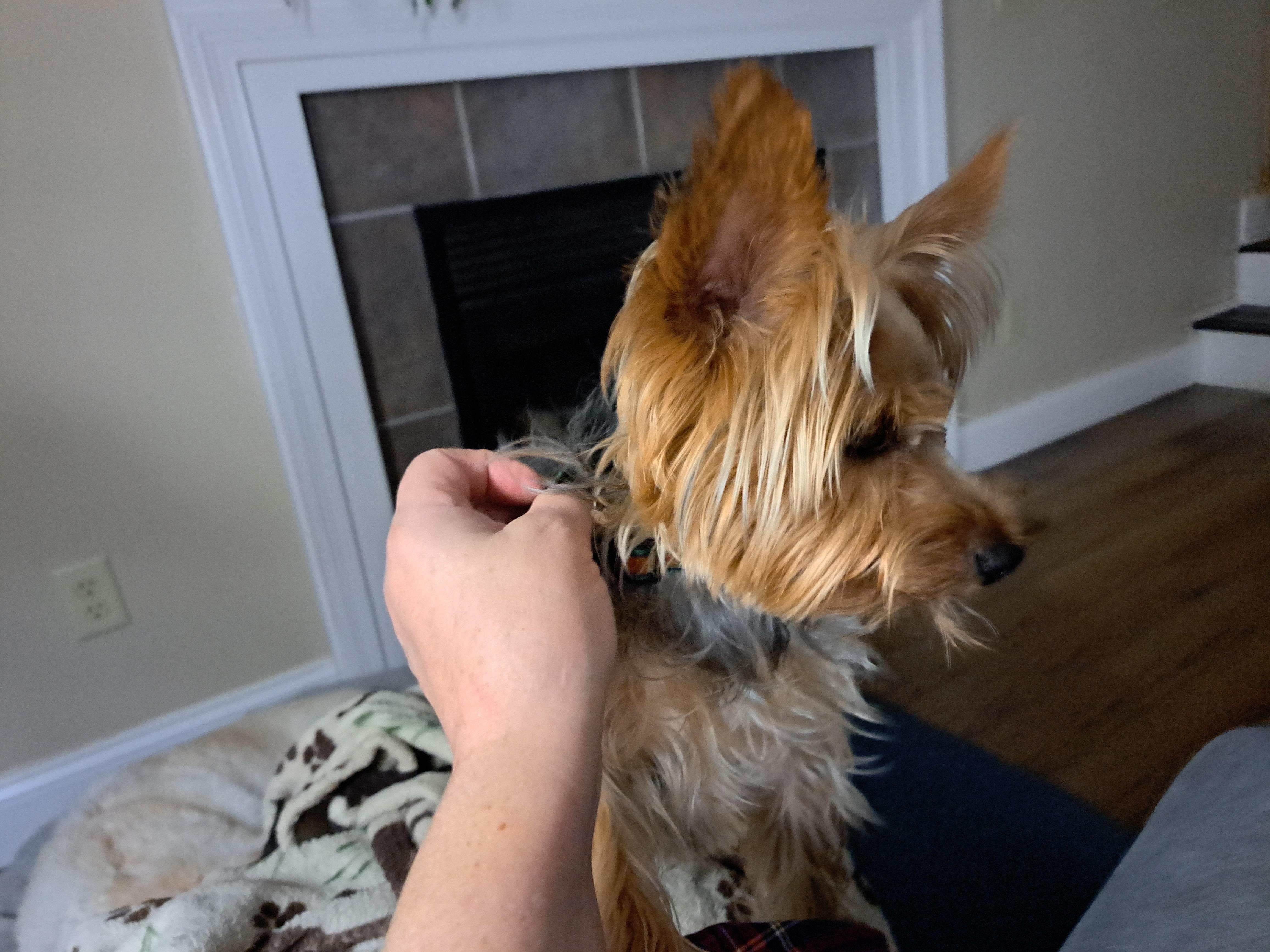 Enlarge Weasel - 1.5yrs, 9 lbs, fostered in Whiting, NJ, a Adoptable Yorkshire Terrier in Whiting, NJ image 3/4