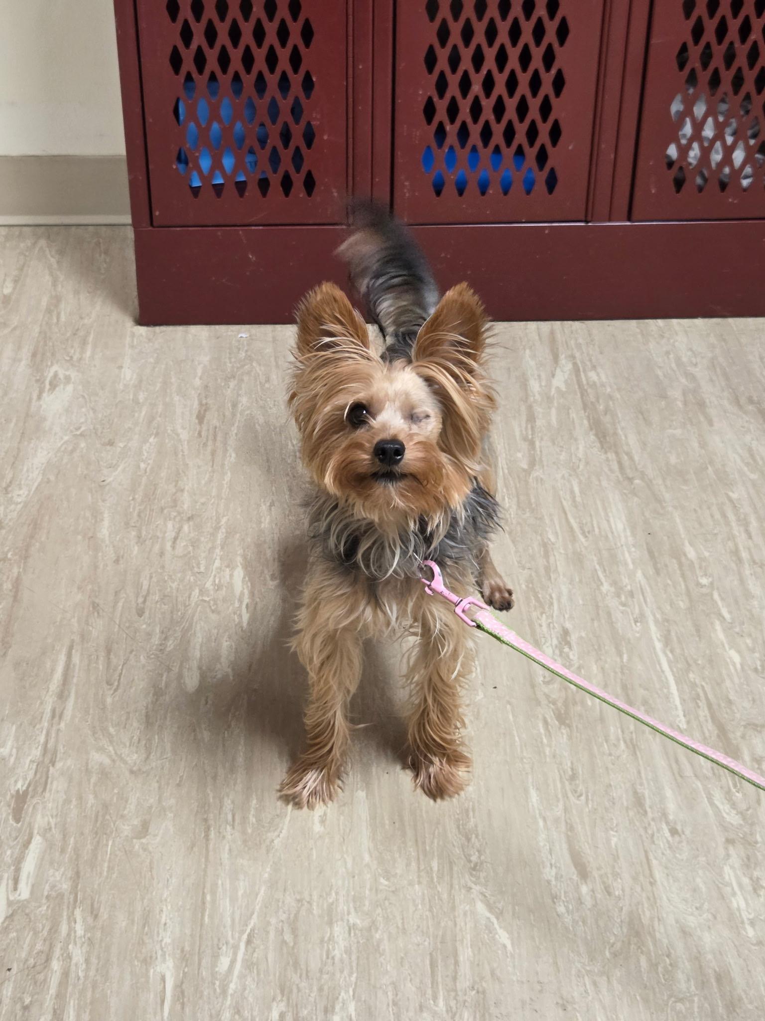 Enlarge Weasel - 1.5yrs, 9 lbs, fostered in Whiting, NJ, a Adoptable Yorkshire Terrier in Whiting, NJ image 4/4