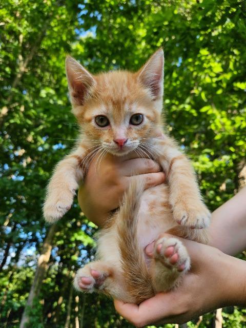 Enlarge Fanta, a Adopted mixed breed in Auburn, IN image 1/1