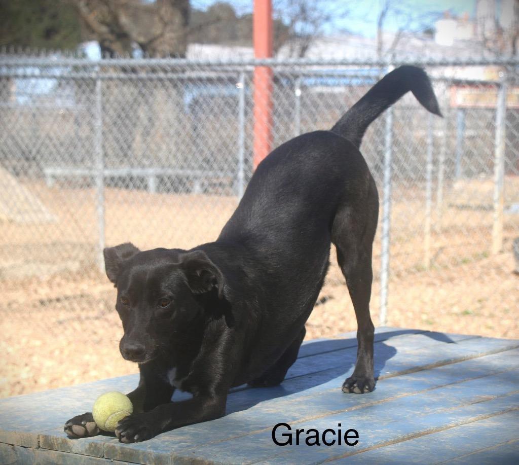 Grace Sevyn 23, Adoptable, Adult Female Labrador Retriever & Shepherd.