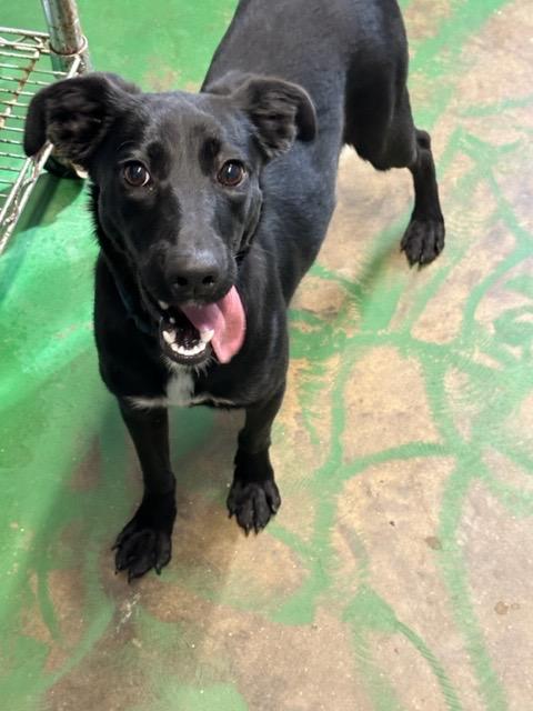 Grace Sevyn 23, Adoptable, Adult Female Labrador Retriever & Shepherd.
