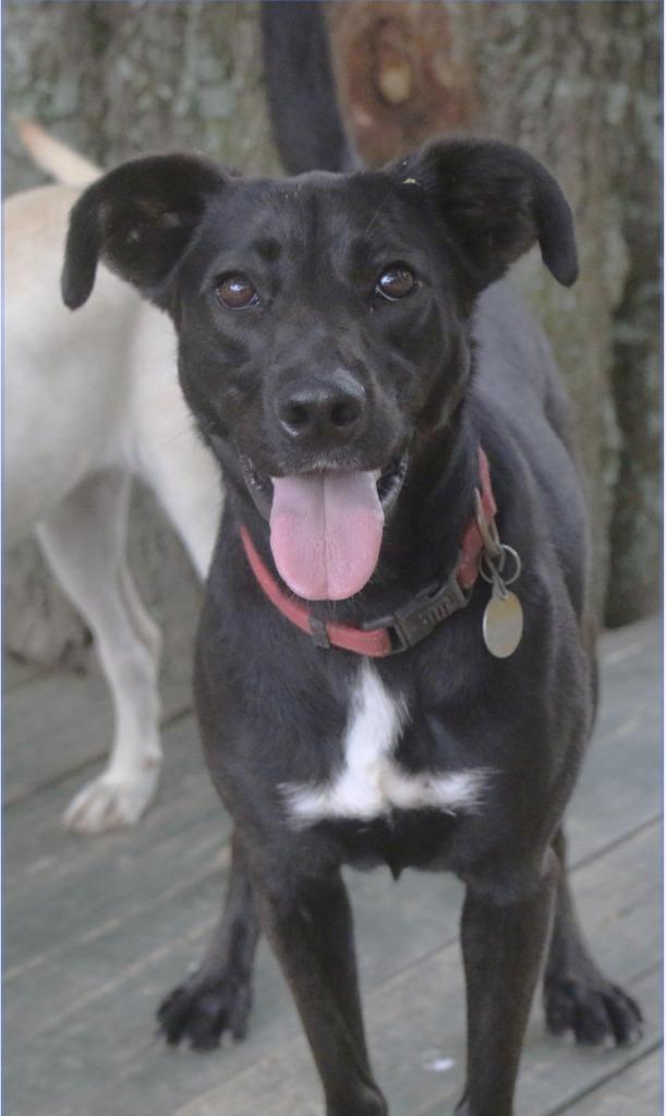 Grace Sevyn 23, Adoptable, Adult Female Labrador Retriever & Shepherd.