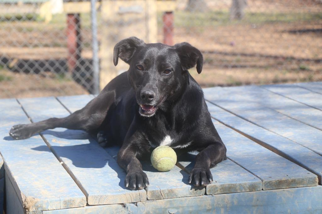 Enlarge Grace Sevyn 23, a Adoptable mixed breed in Brookhaven, MS image 2/4