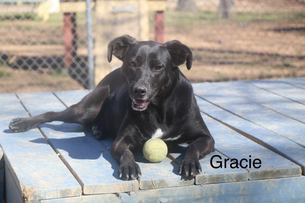 Enlarge Grace Sevyn 23, a Adoptable mixed breed in Brookhaven, MS image 4/4