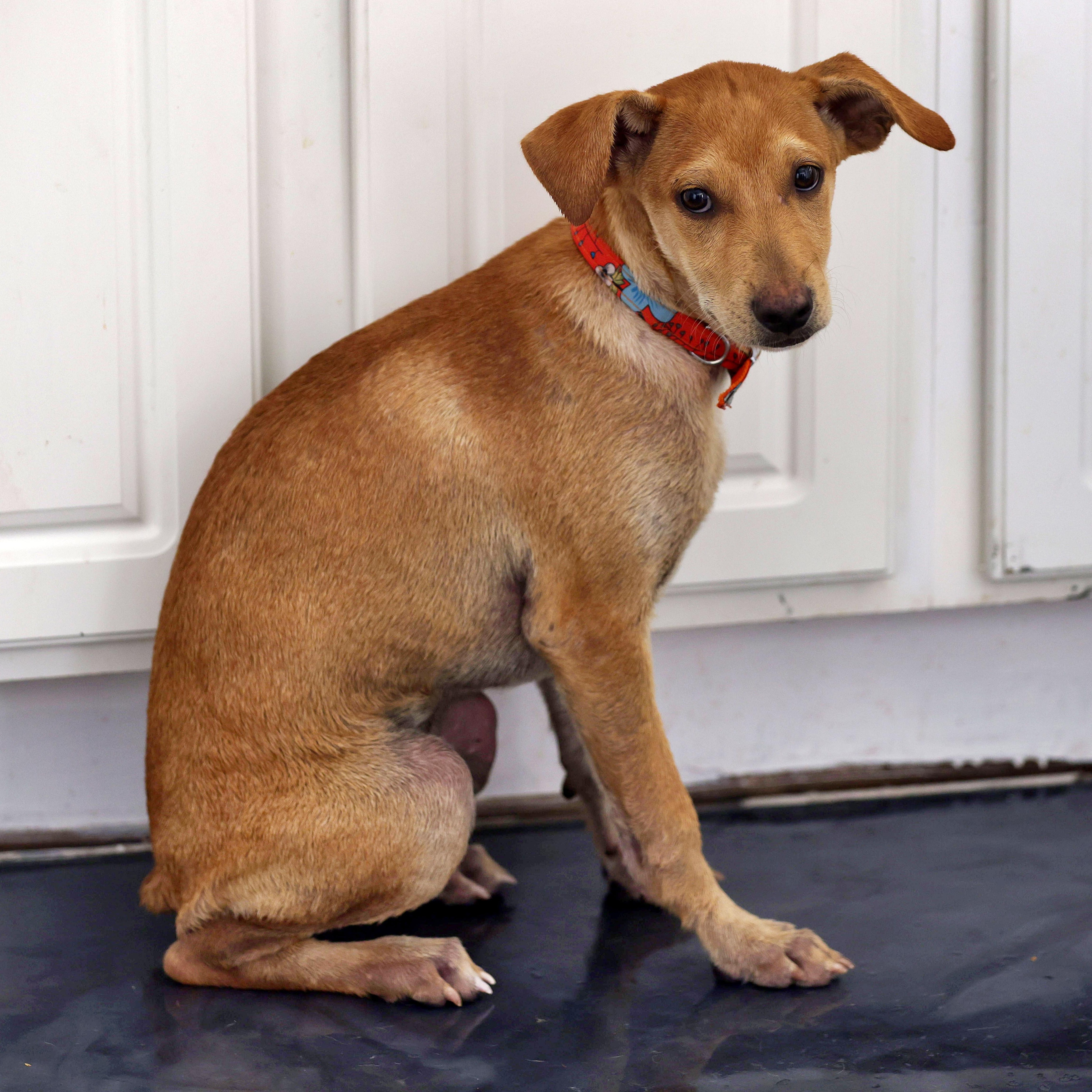 Rylan, a Adoptable mixed breed in Littleton, CO image 2/4