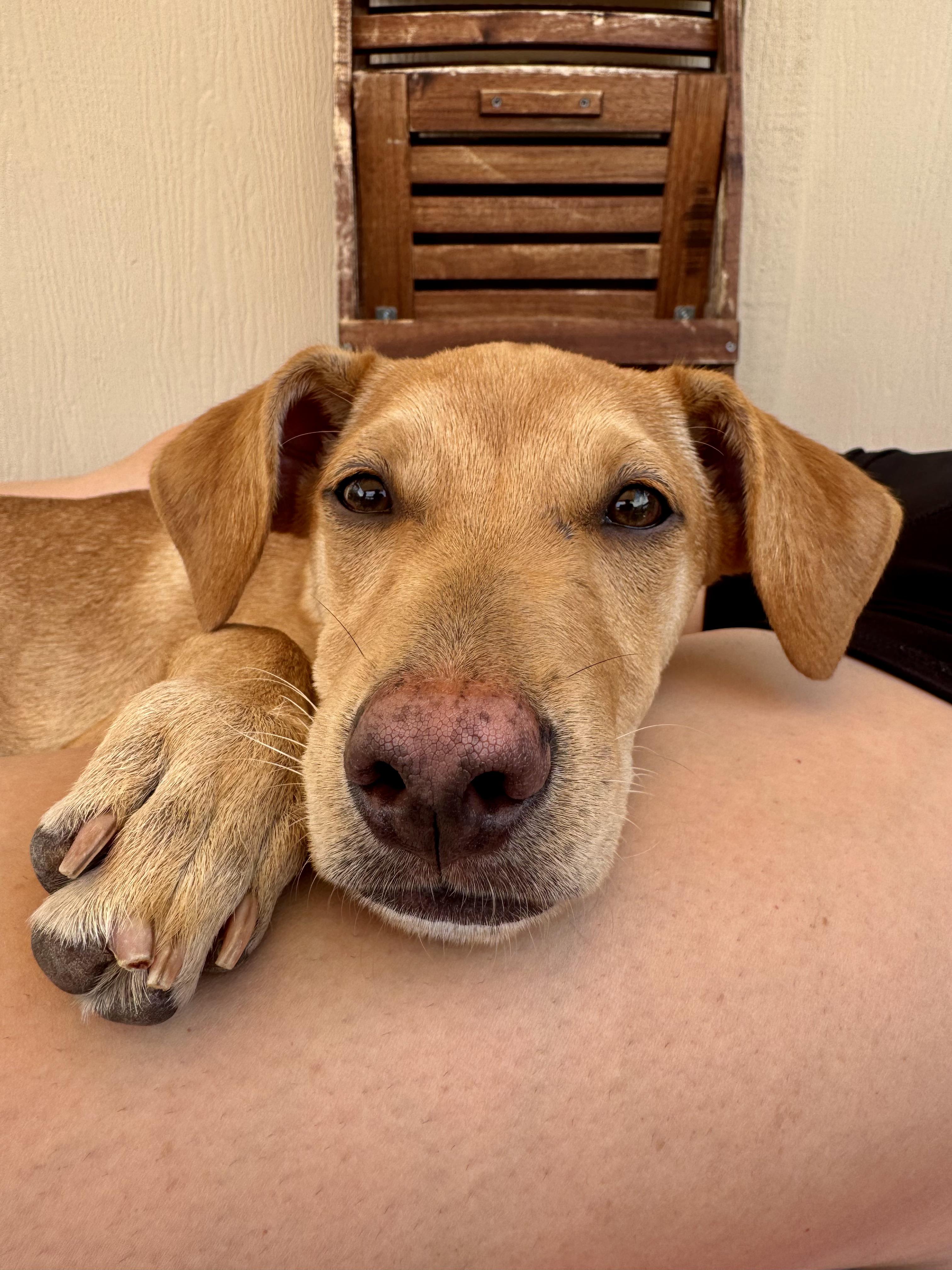 Enlarge Rylan, a Adoptable mixed breed in Littleton, CO image 4/6