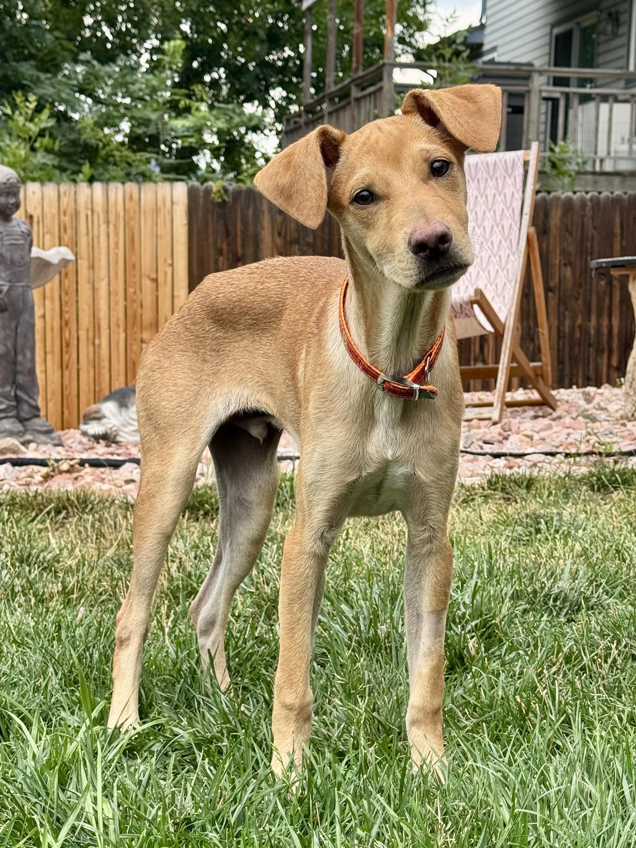 Rylan, Adoptable, Puppy Male Mixed Breed & Doberman Pinscher.