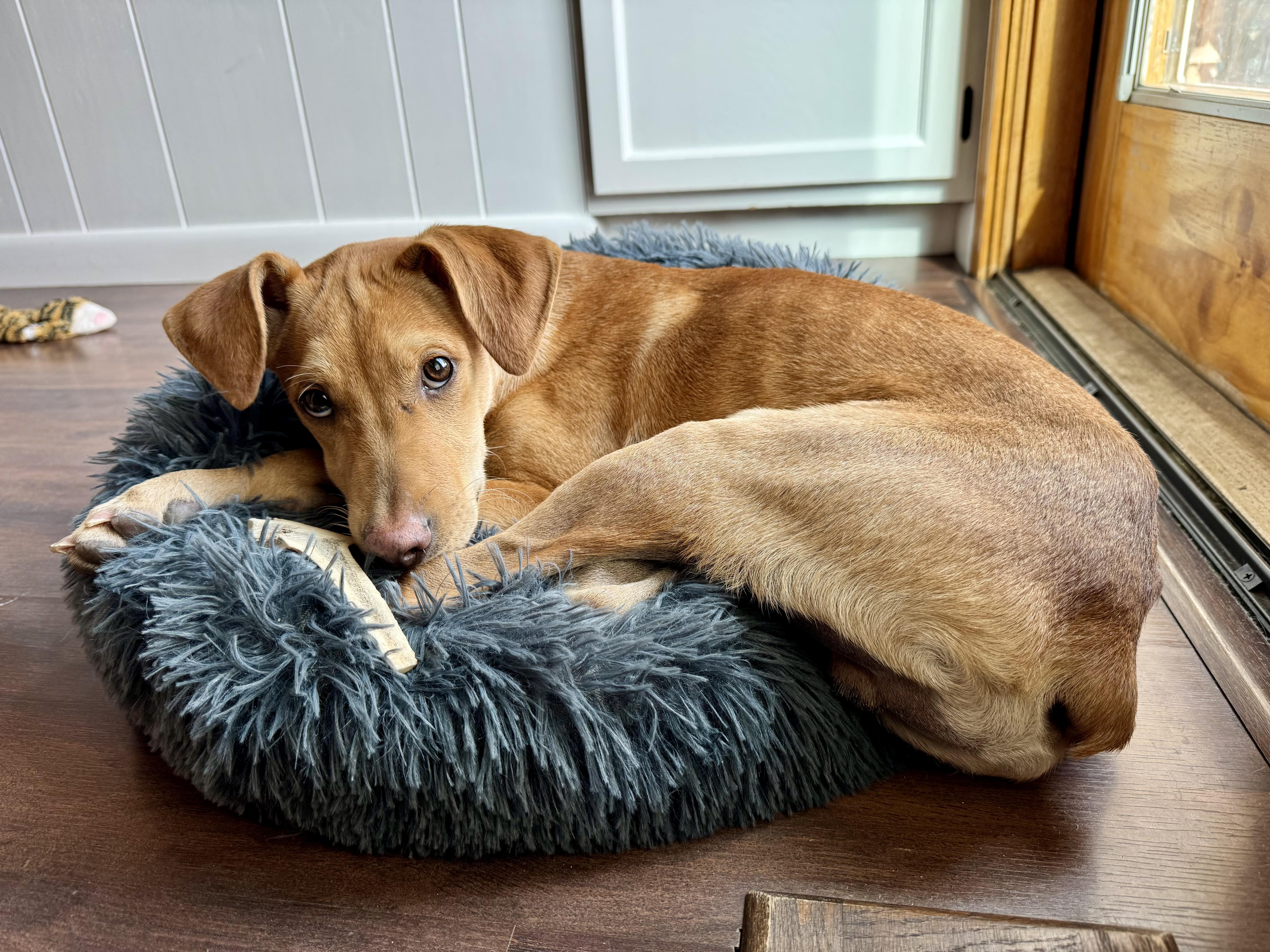 Enlarge Rylan, a Adoptable mixed breed in Littleton, CO image 5/6