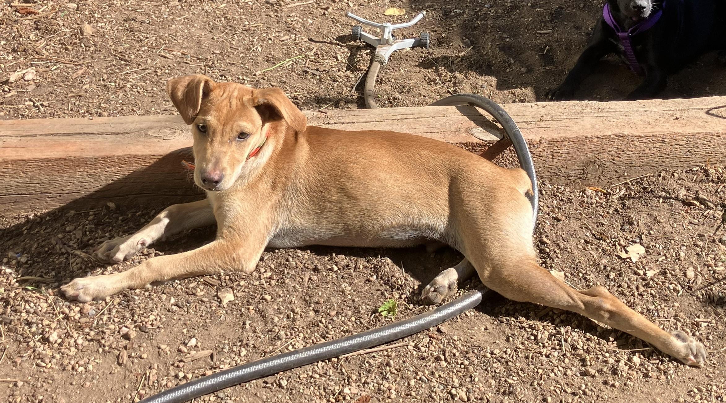 Rylan, a Adoptable mixed breed in Littleton, CO image 4/4