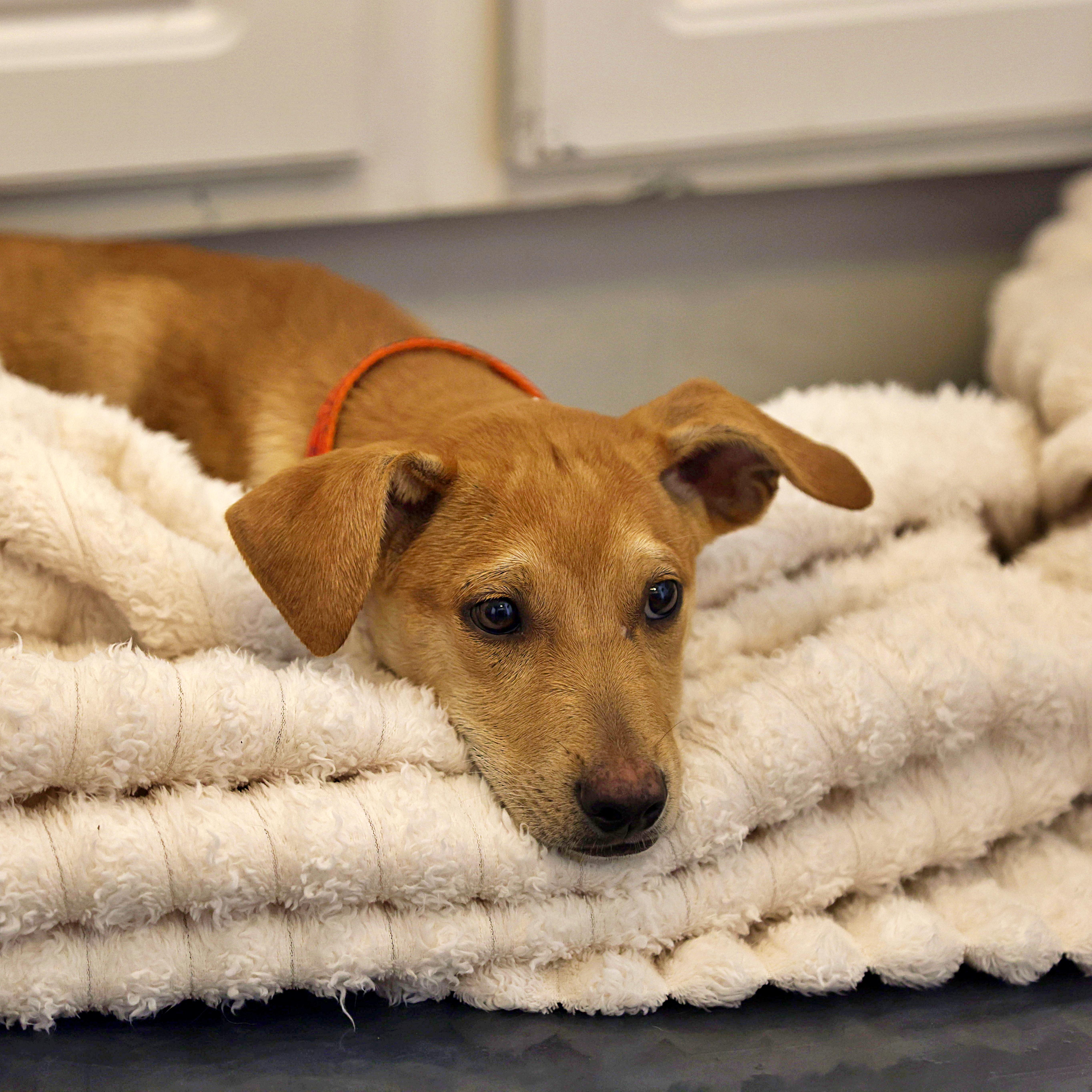 Rylan, a Adoptable mixed breed in Littleton, CO image 3/4