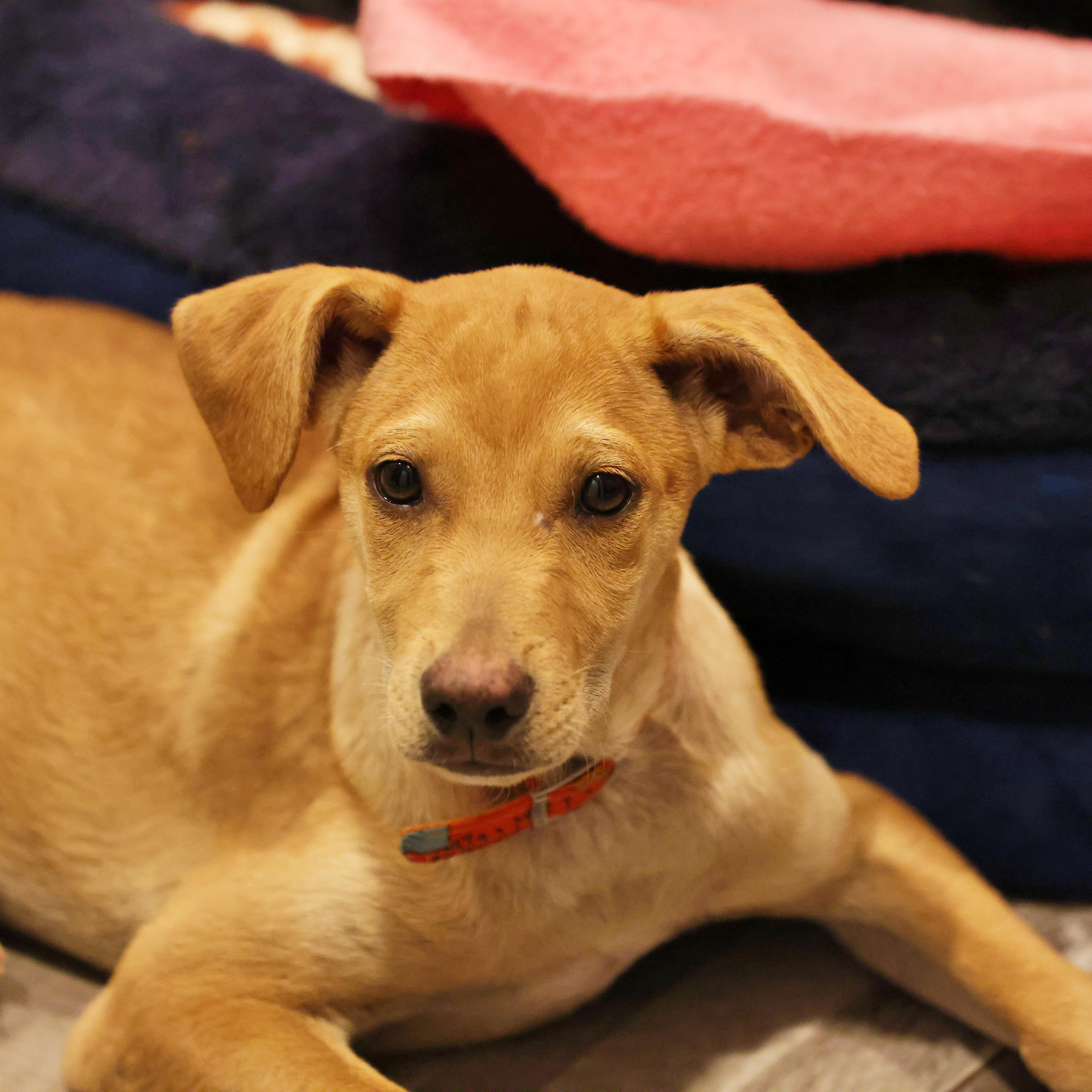 Rylan, Adoptable, Puppy Male Mixed Breed & Doberman Pinscher.