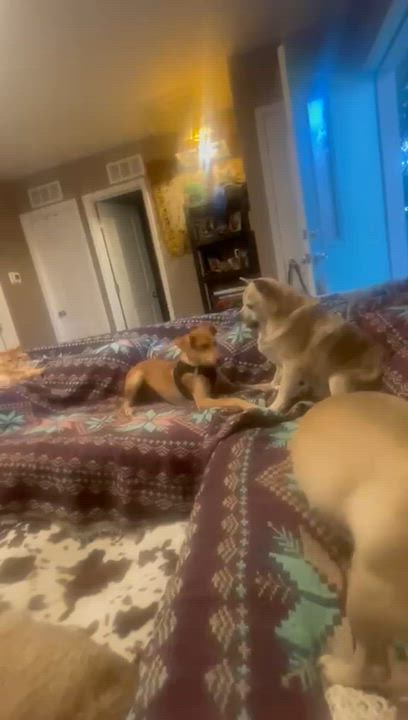 Enlarge Rylan, a Adoptable mixed breed in Littleton, CO video 2/6