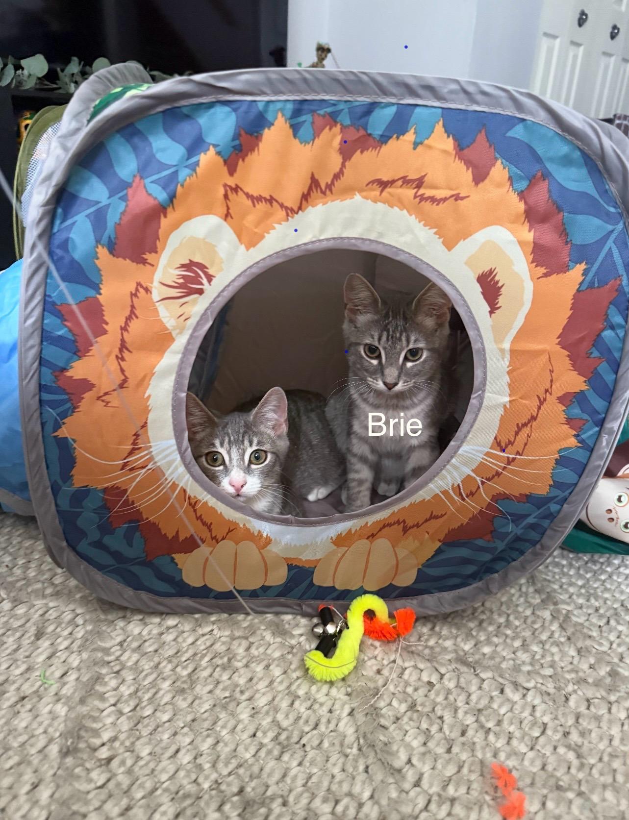 Brie, a Adoptable mixed breed in Griswold, CT image 2/5