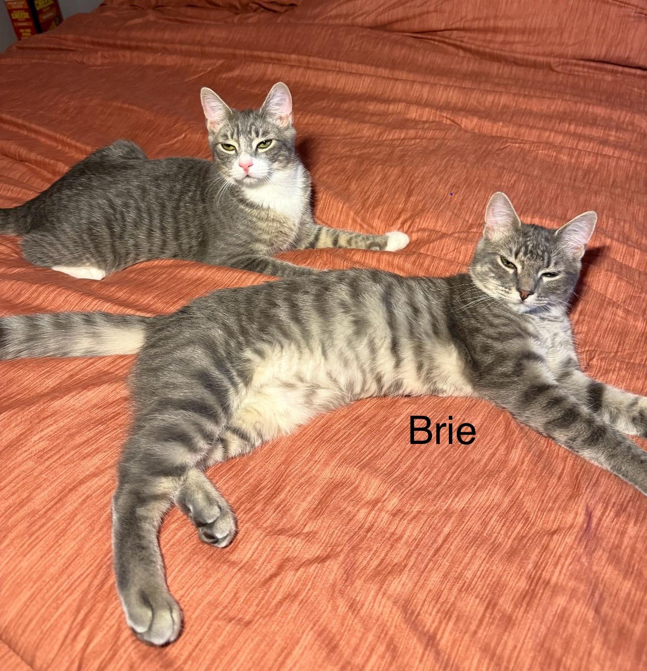 Brie, a Adoptable mixed breed in Griswold, CT image 3/5