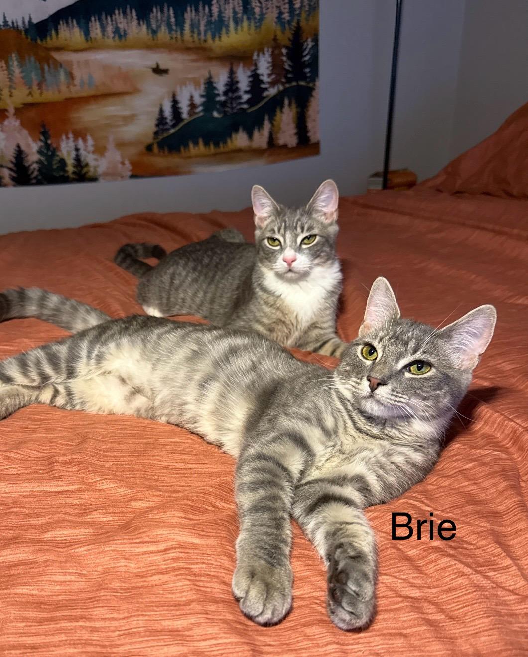 Brie, a Adoptable mixed breed in Griswold, CT image 4/5