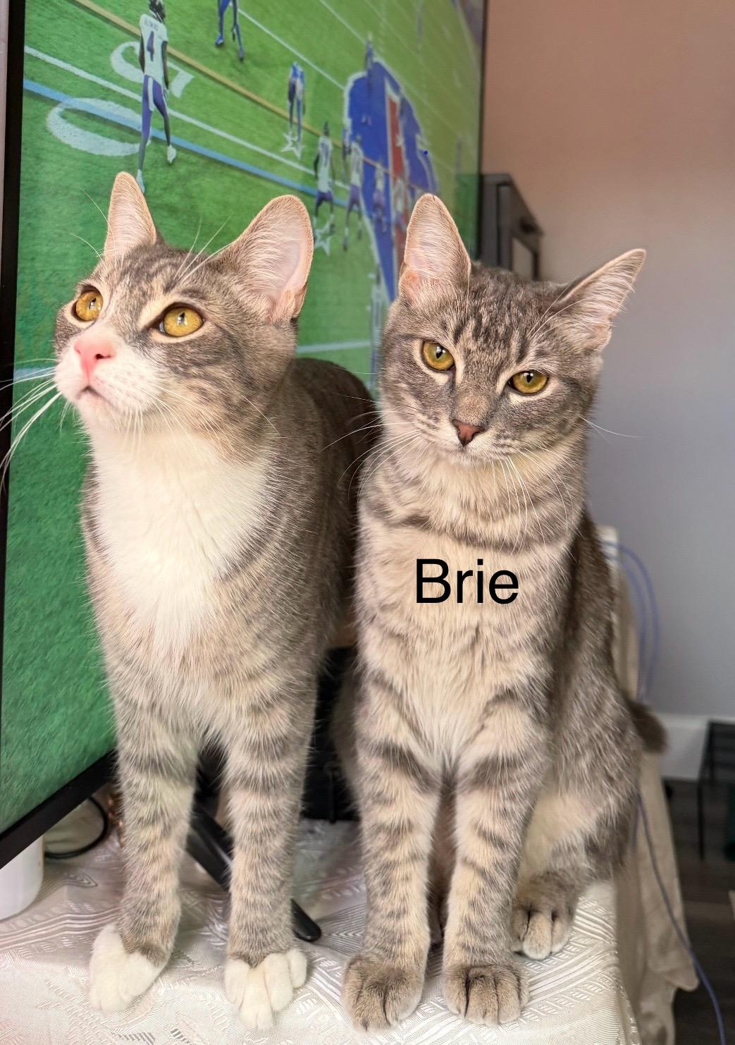 Brie, a Adoptable mixed breed in Griswold, CT image 5/5