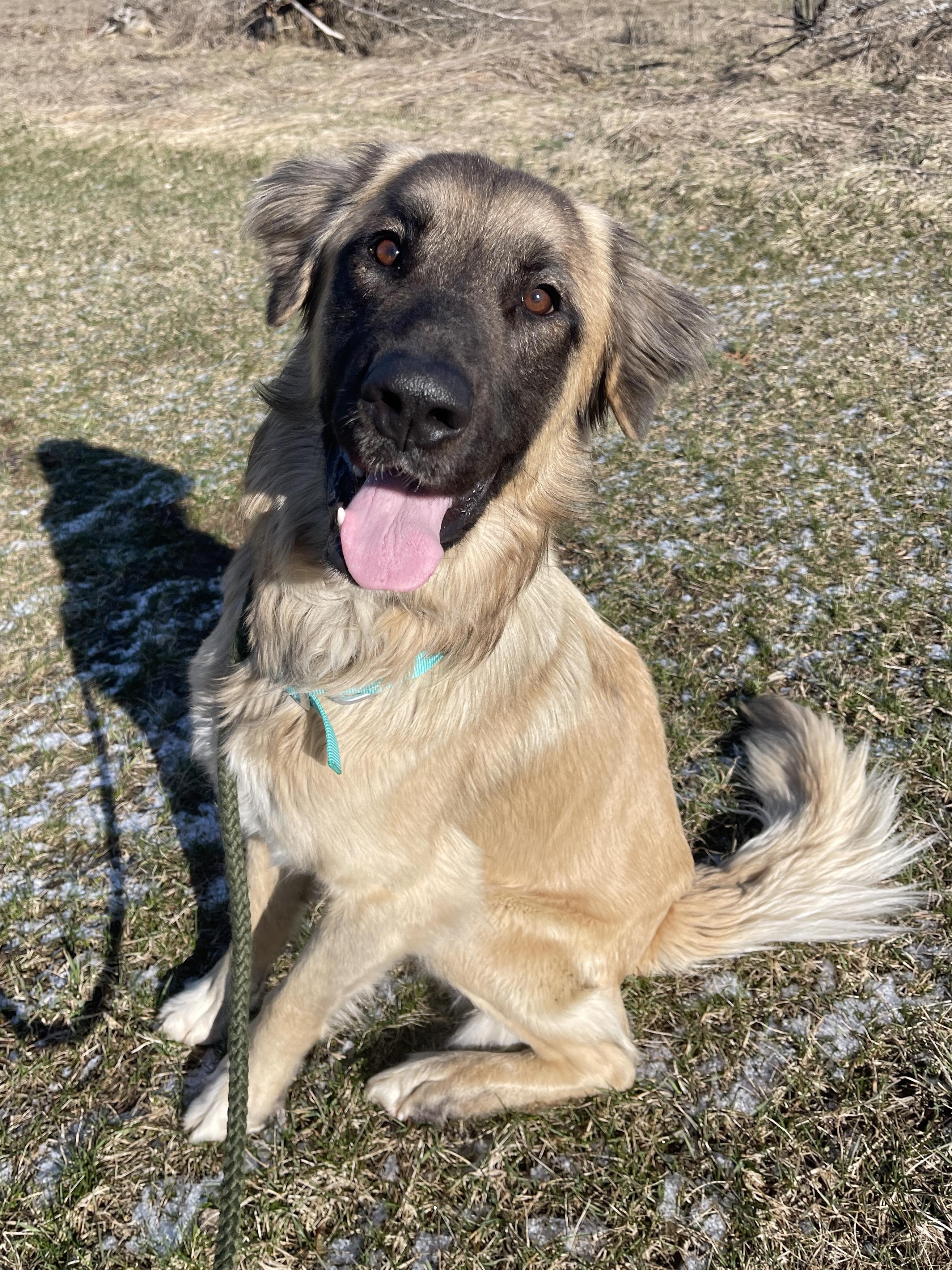 Rufus, an adopted mixed breed in Allegan, MI image 5/6