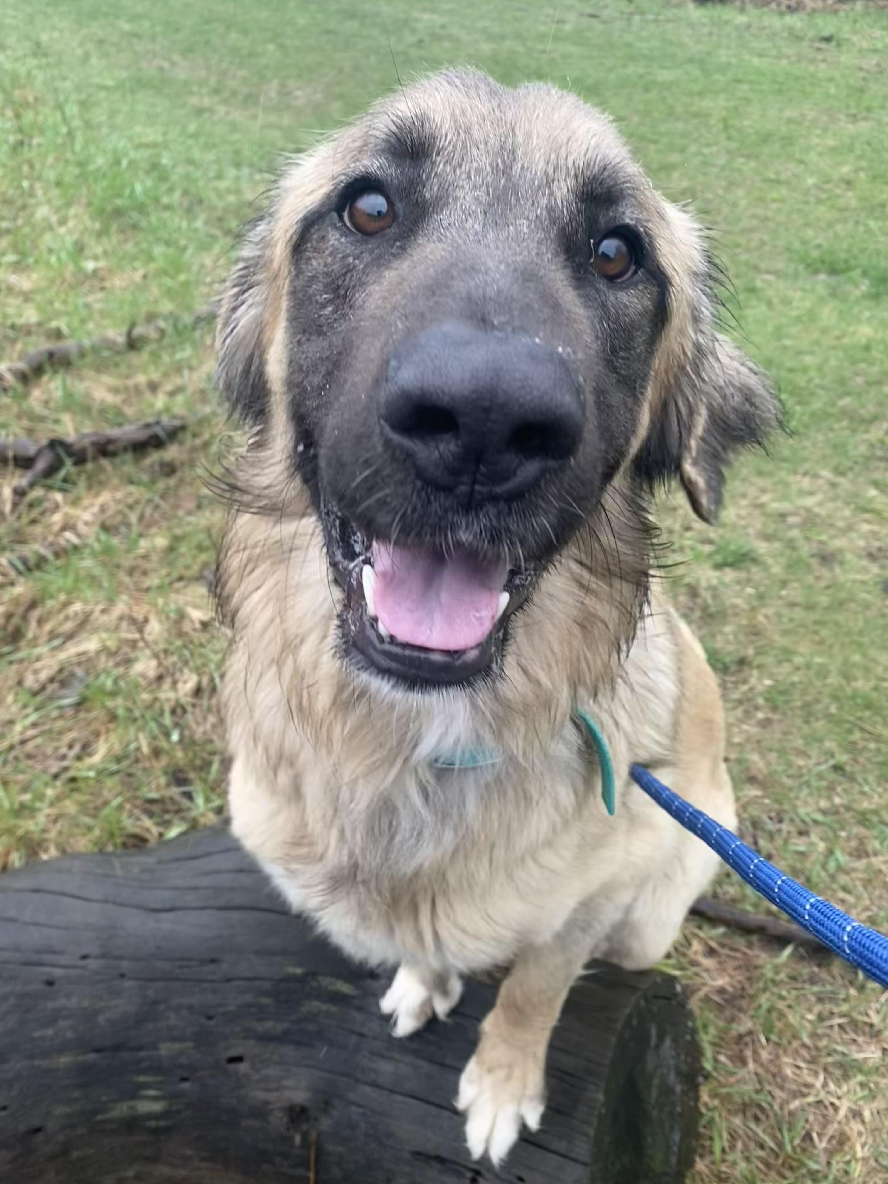 Rufus, an adopted mixed breed in Allegan, MI image 6/6