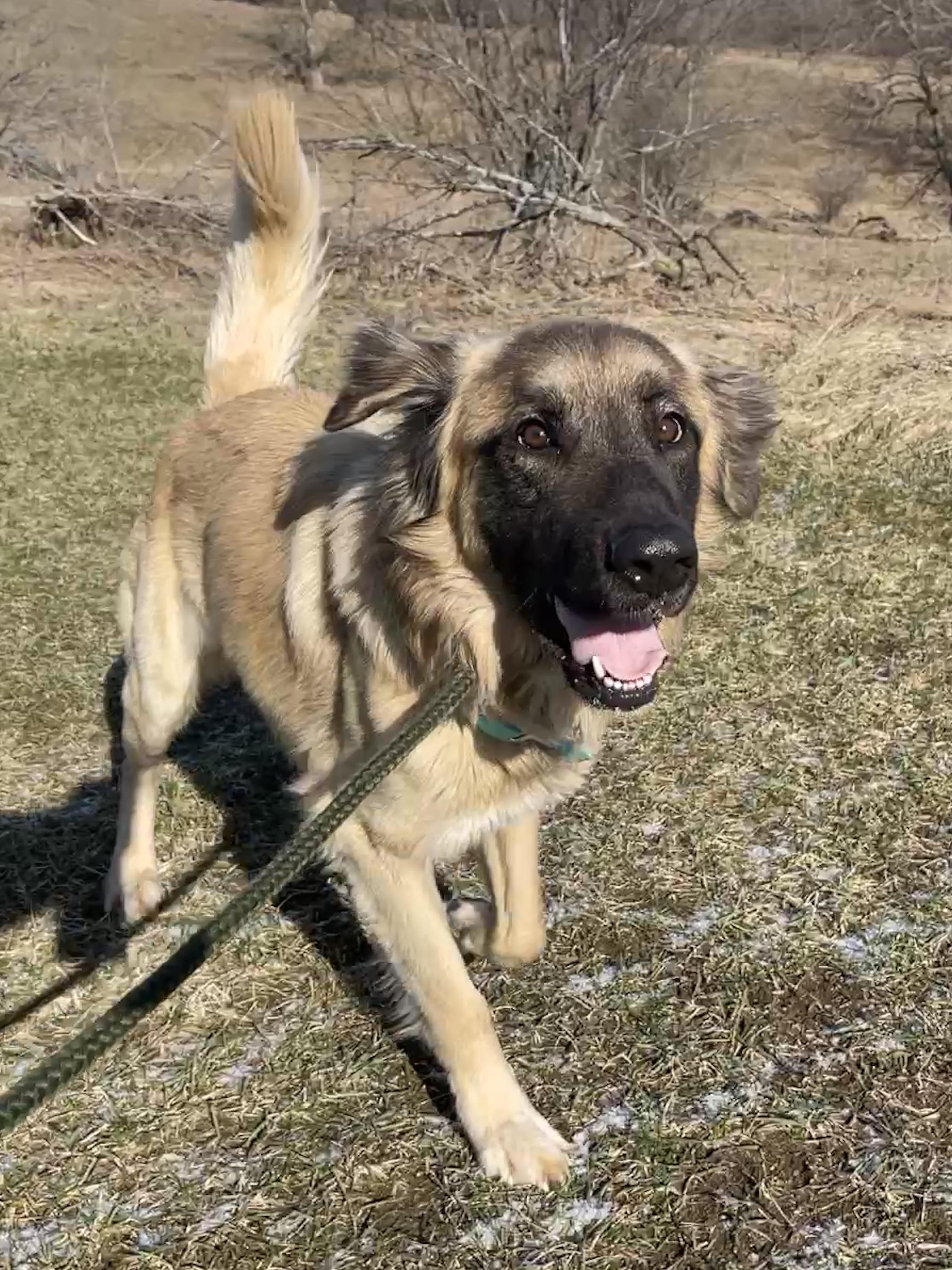 Rufus, an adopted mixed breed in Allegan, MI image 4/6