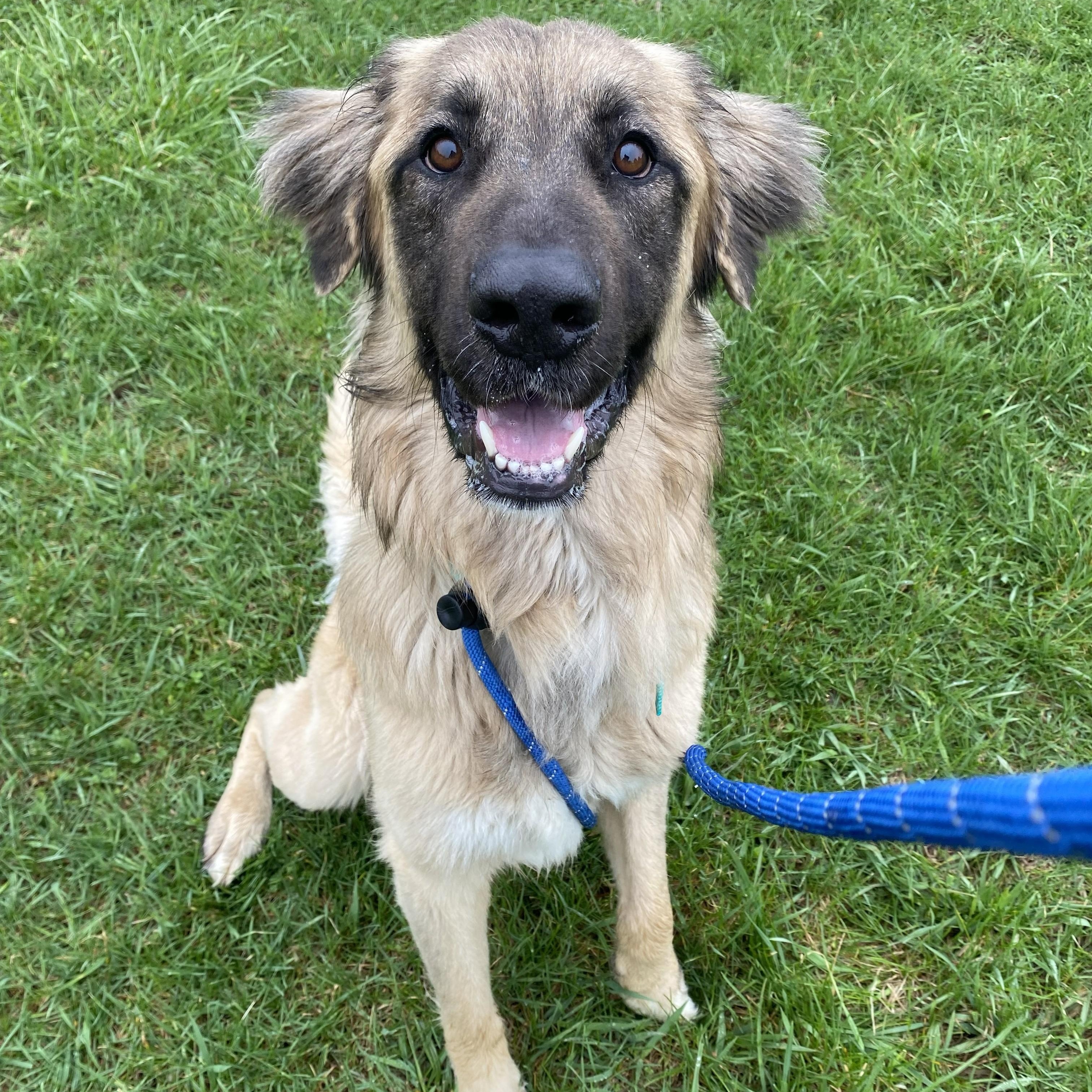 Rufus, an adopted mixed breed in Allegan, MI image 1/6