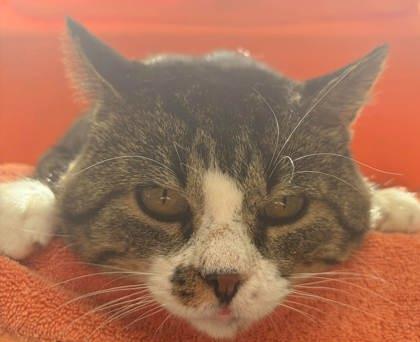 Enlarge Munchi, a Adoptable mixed breed in McCook, NE image 2/5