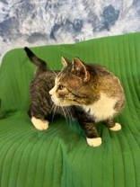 Enlarge Munchi, a Adoptable mixed breed in McCook, NE image 4/5