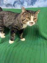 Enlarge Munchi, a Adoptable mixed breed in McCook, NE image 5/5