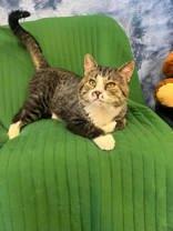 Enlarge Munchi, a Adoptable mixed breed in McCook, NE image 3/5