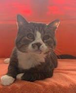 Munchi, Adoptable, Young Male Domestic Short Hair.